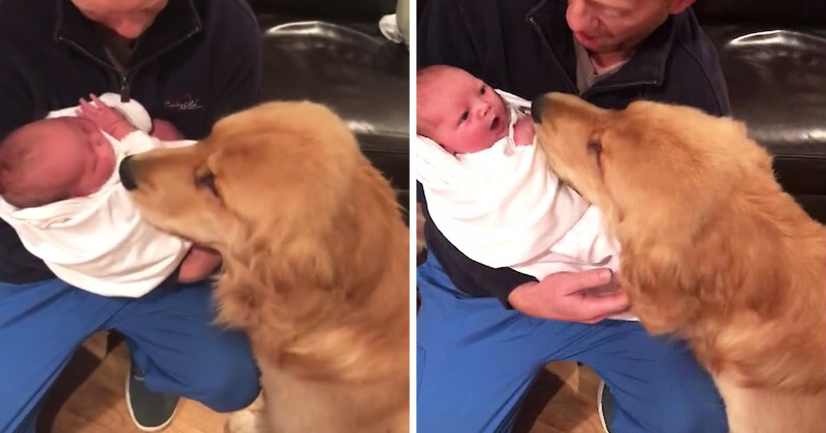 Dog Meets Baby