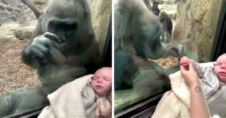 Gorilla Mom Has Instant Connection With Mother And Newborn Baby At ...